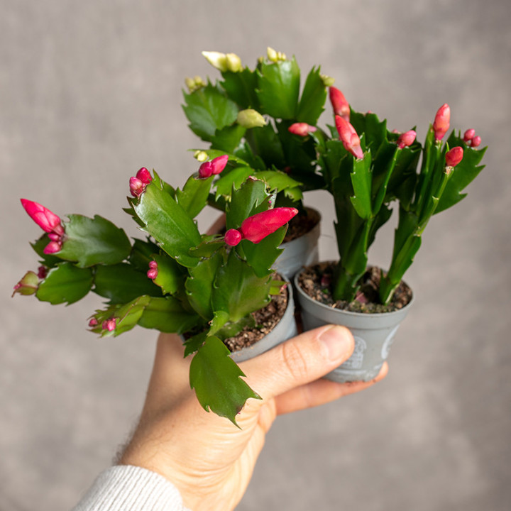 Kaktus bożonarodzeniowy | Szlumbergera | Schlumbergera