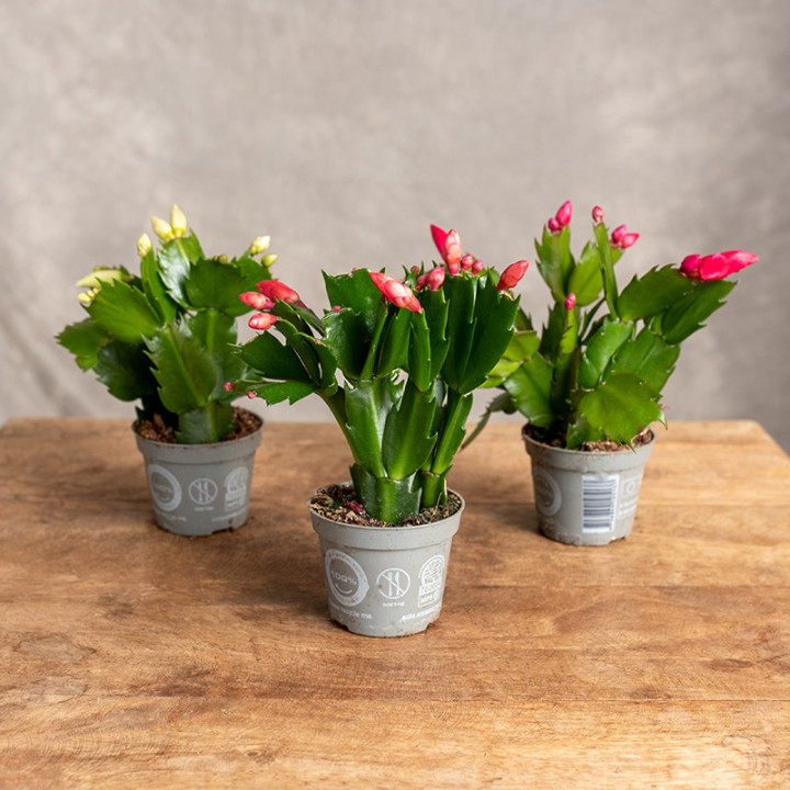 Kaktus bożonarodzeniowy | Szlumbergera | Schlumbergera