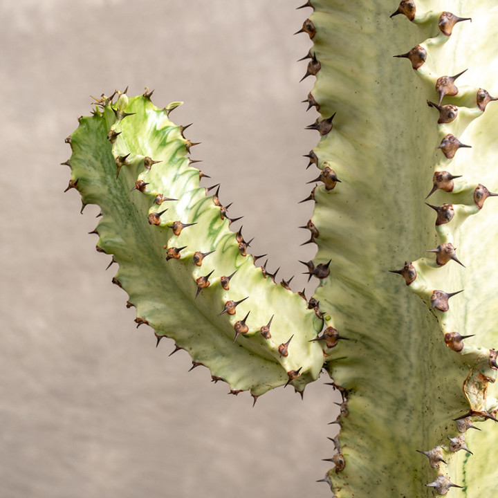 Euphorbia ingens 'Variegata' | Tomaszewski