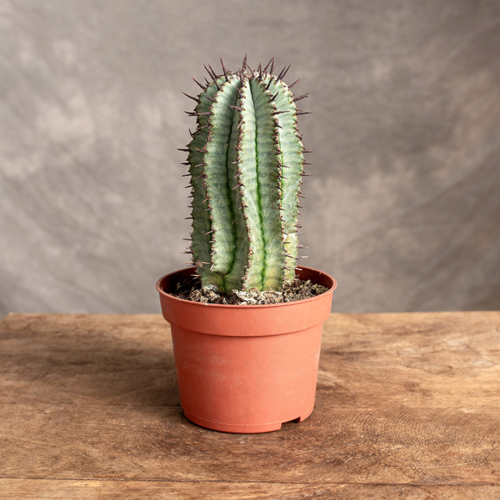 Euphorbia 'Horrida' | Tomaszewski