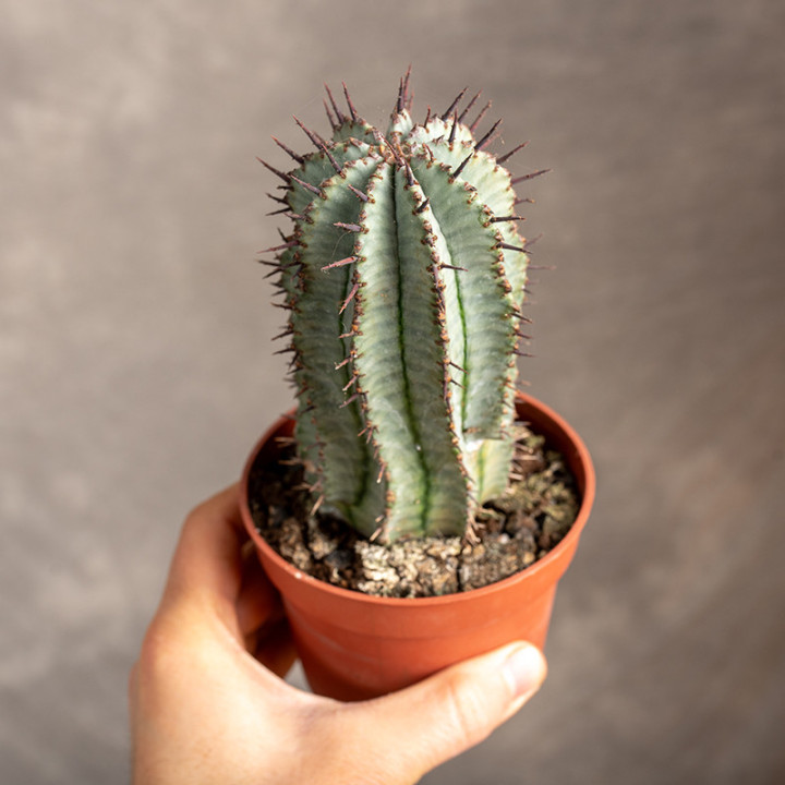 Euphorbia 'Horrida' | Tomaszewski