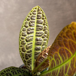 Labisia obtusifolia | Tomaszewski