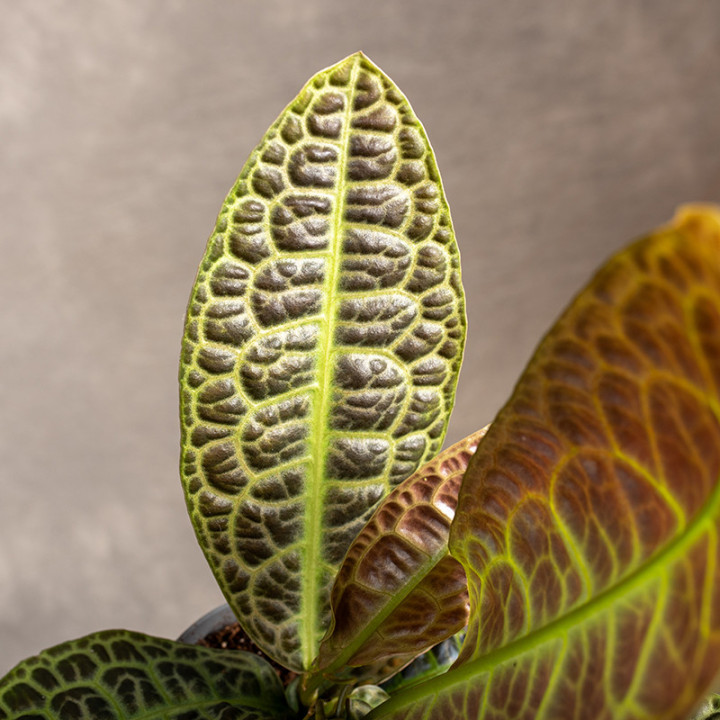 Labisia obtusifolia | Tomaszewski