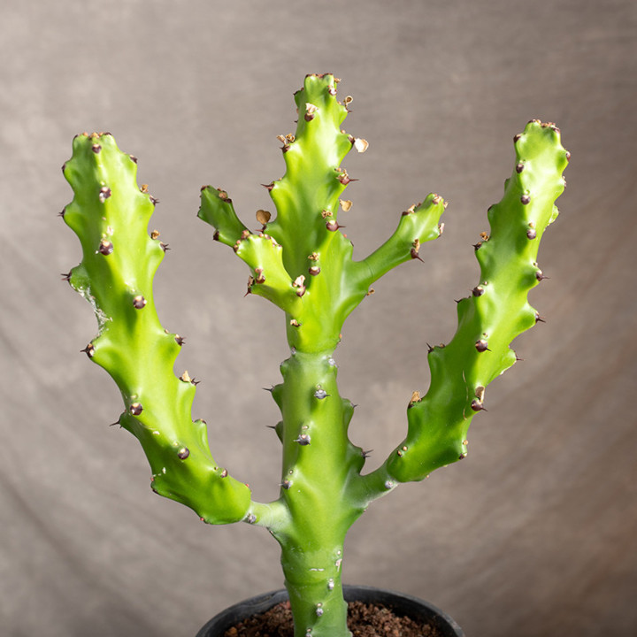 Euphorbia mayuranthanii | Tomaszewski