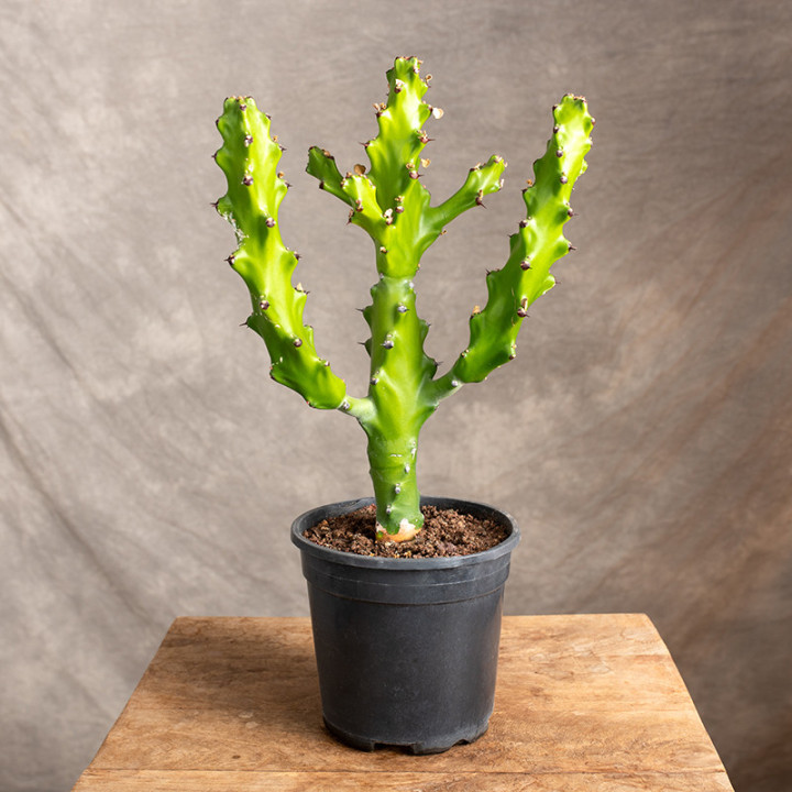 Euphorbia mayuranthanii | Tomaszewski
