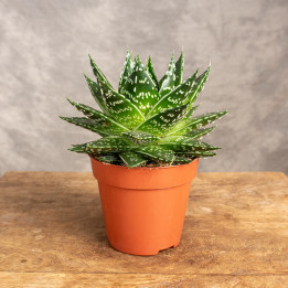 Gasteria 'Mufasa'