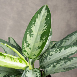 Aglonema 'Jubilee' | Tomaszewski