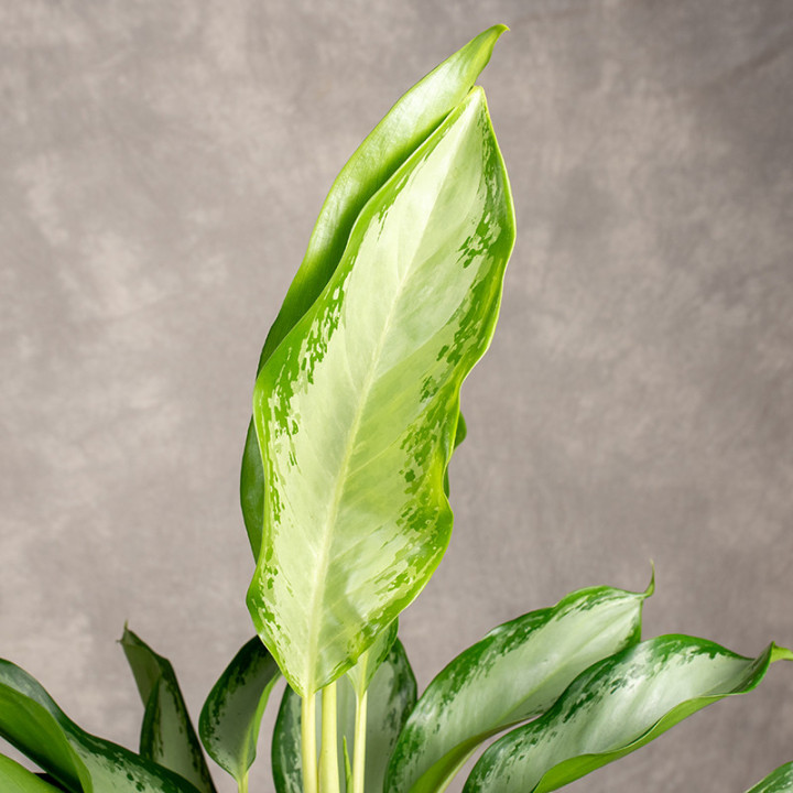 Aglonema 'Cleopatra' | Tomaszewski