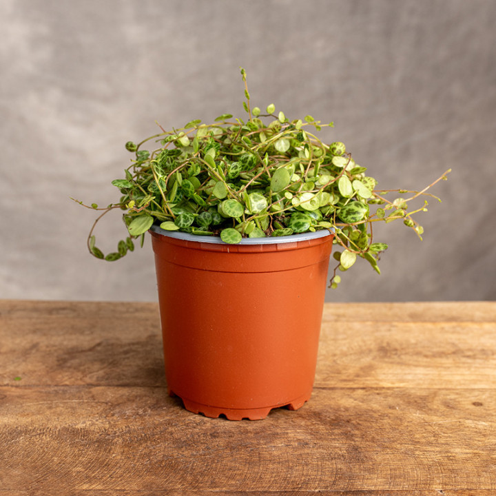 Peperomia prostrata 'Pepperspot' | Tomaszewski