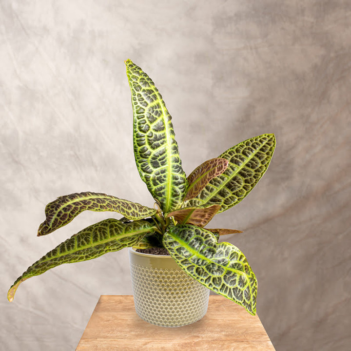 Labisia obtusifolia | Tomaszewski