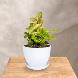 Peperomia 'Rocca Vivace' | Tomaszewski