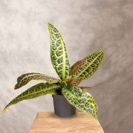 Labisia obtusifolia | Tomaszewski
