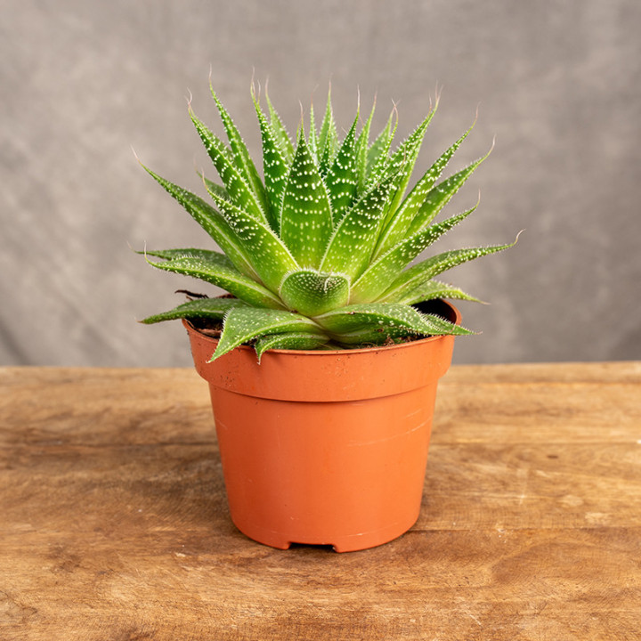 Aloes ościsty 'Gladiator Rock' | Tomaszewski