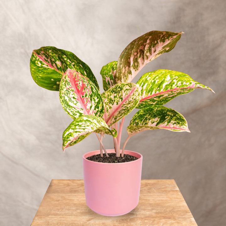 Aglaonema 'Dark Pink Star' | Tomaszewski