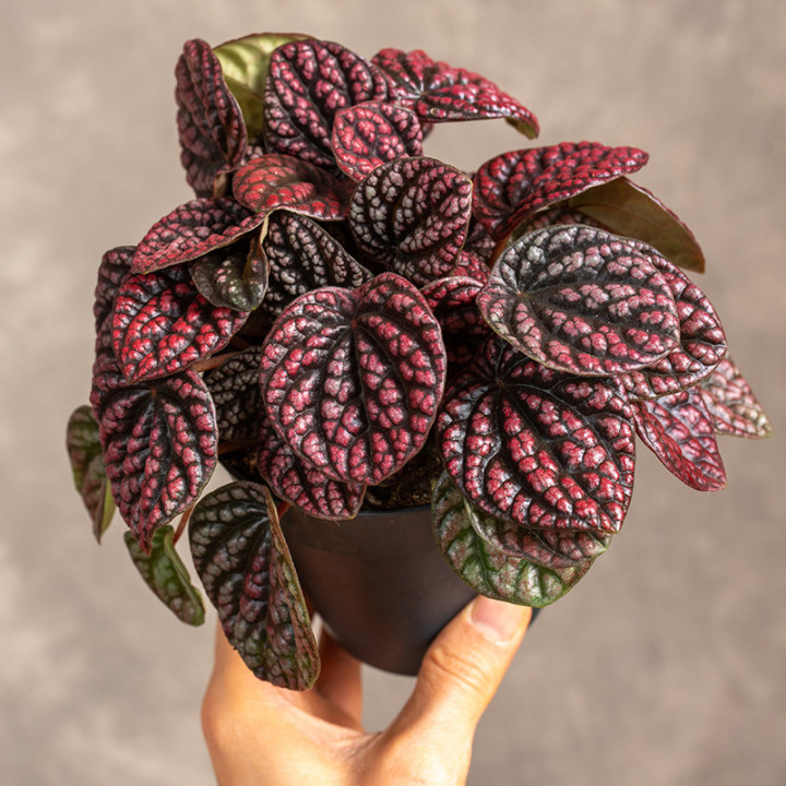 Peperomia 'Lucinda' | Tomaszewski
