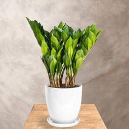 Zamiokulkas | Zamioculcas zamiifolia