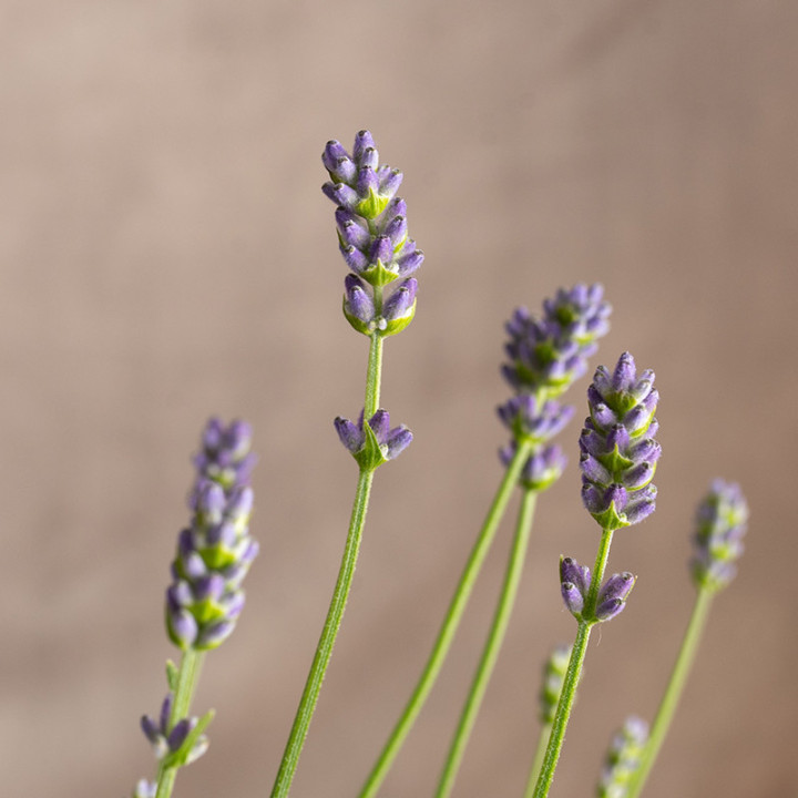Lawenda wąskolistna | Lavandula angustifolia