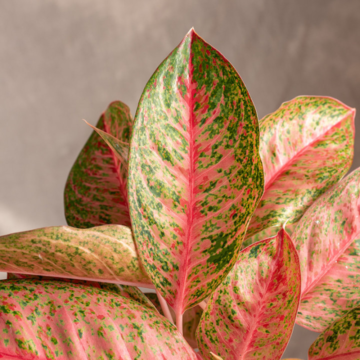 Aglonema 'Tango Pink' | Tomaszewski