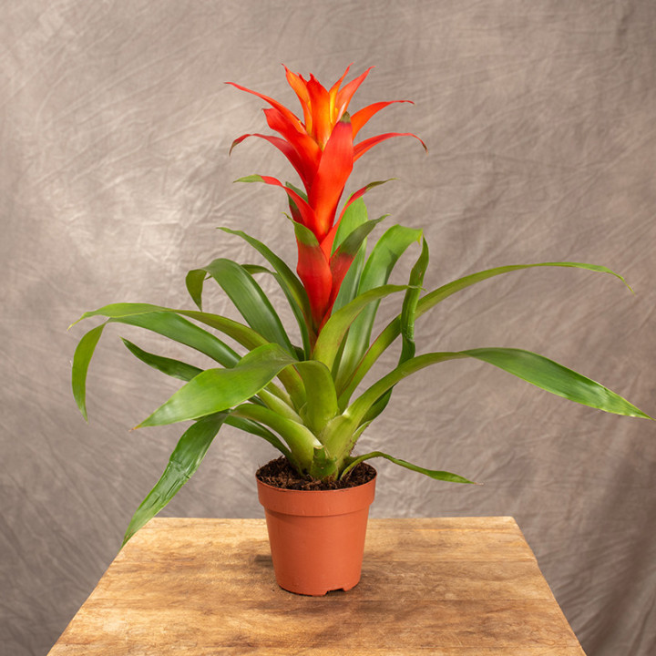 Guzmania 'Calypso' | Tomaszewski