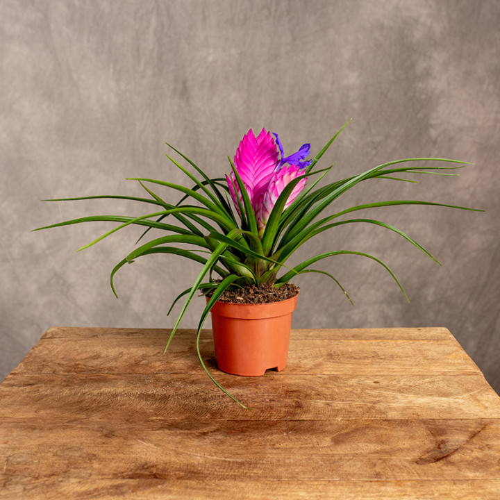 Tillandsia 'Josée' | Tomaszewski