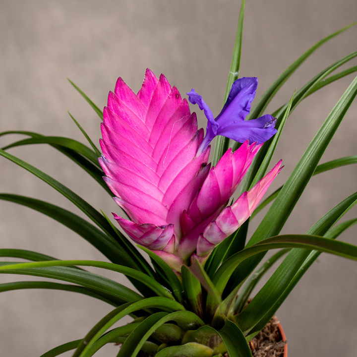 Tillandsia 'Josée' | Tomaszewski