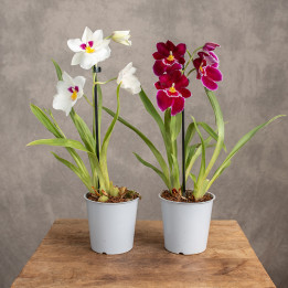 Storczyk Miltonia | Tomaszewski