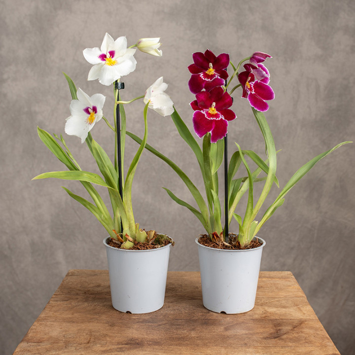 Storczyk Miltonia | Tomaszewski