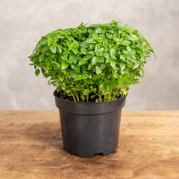 Bazylia | Ocimum basilicum L.