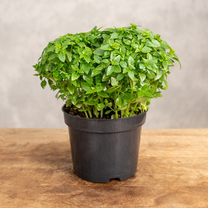 Bazylia | Ocimum basilicum L.
