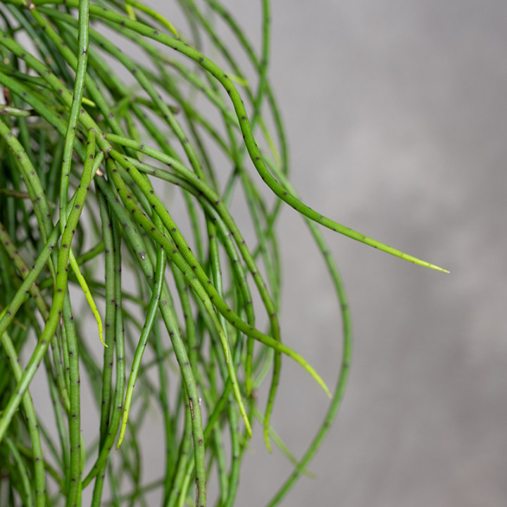 Patyczak Rhipsalis puniceodiscus | Wiszący