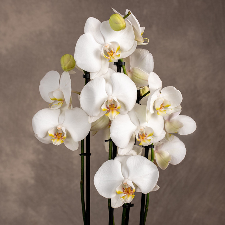 Storczyk duży | Biały | Phalaenopsis