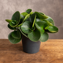 Peperomia obtusifolia 'Red Canyon' | Tomaszewski