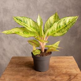 Aglonema 'Chartreuse Pretty' | Tomaszewski