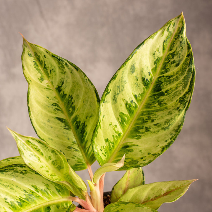 Aglonema 'Chartreuse Pretty' | Tomaszewski