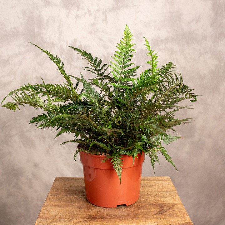 Paproć Athyrium | Tomaszewski