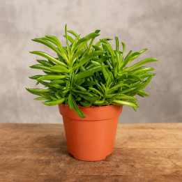 Peperomia tępolistna 'Obtipan Bicolor' | Peperomia obtusifolia