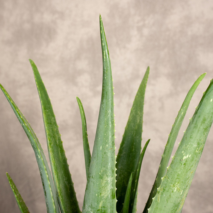 Aloes leczeniczy 'Aloe Vera' doniczkowy