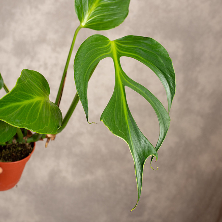 Monstera 'Burle Marx Flame' | Tomaszewski