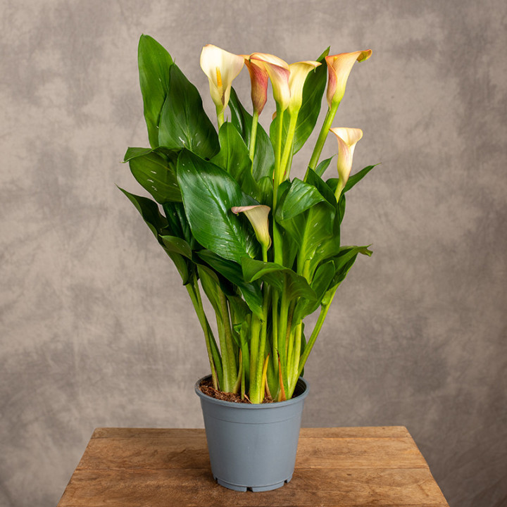 Zantedeschia 'Flame' | Tomaszewski