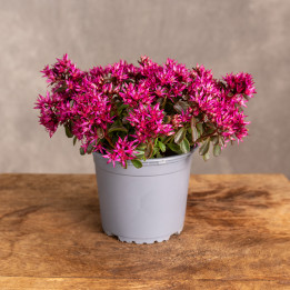 Rozchodnik kaukaski 'Spot on Deep Rose' | Tomaszewski