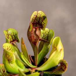 Muchołówka amerykańska | Dionaea muscipula