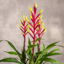 Guzmania 'Misty' | Tomaszewski