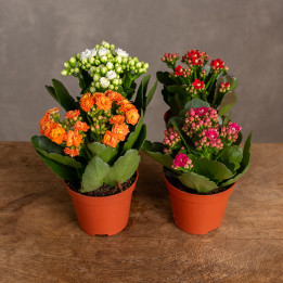 Kalanchoe Mix kolorów | Tomaszewski