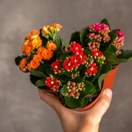 Kalanchoe Mix kolorów | Tomaszewski