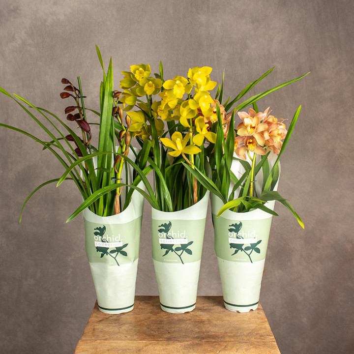 Storczyk Cymbidium MIX kolorów | Tomaszewski
