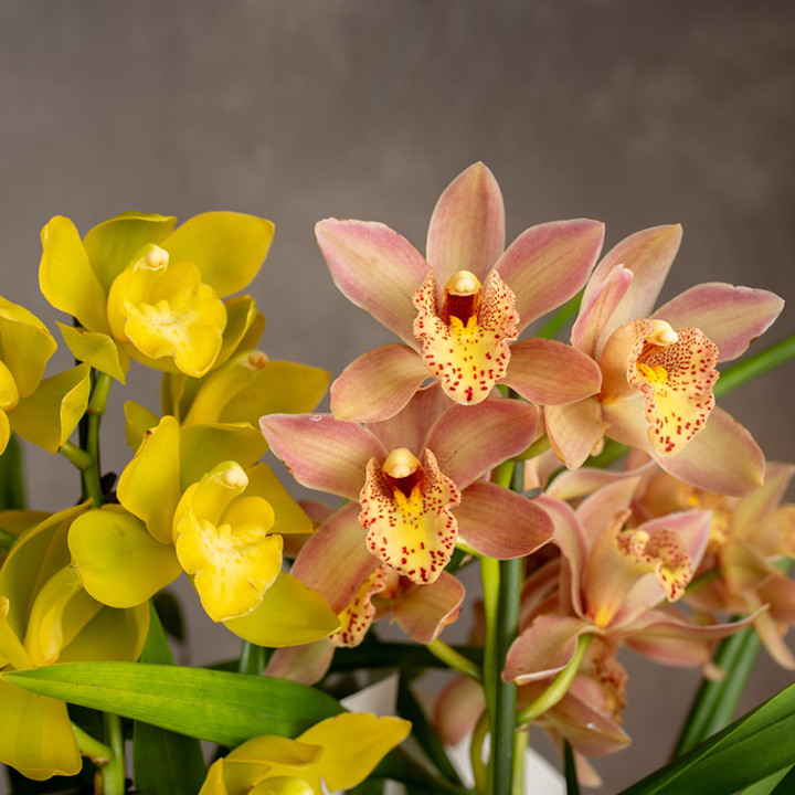 Storczyk Cymbidium MIX kolorów | Tomaszewski