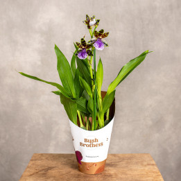 Storczyk Zygopetalum | Tomaszewski