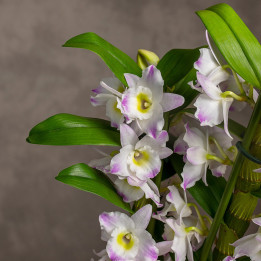 Storczyk Dendrobium 'Spring Dream' | Tomaszewski