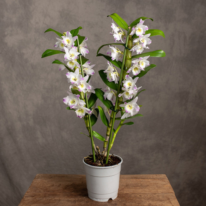 Storczyk Dendrobium 'Spring Dream' | Tomaszewski