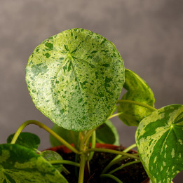 Pilea 'Mojito' | Tomaszewski